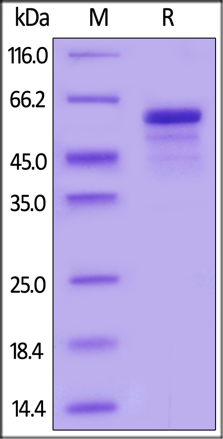 Biotinylated Mouse IL-27 Protein, His,Avitag (Cat. No. IL7-M82E4) SDS-PAGE gel