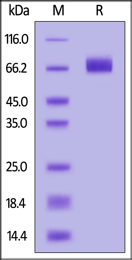 Biotinylated Human IL-10 R alpha, Fc,Avitag (Cat. No. ILR-H82F6) SDS-PAGE gel