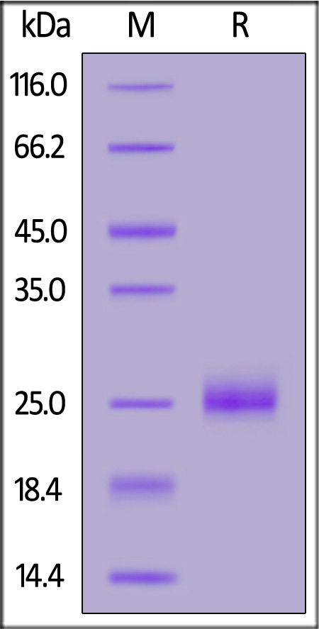 SDS-PAGE gel