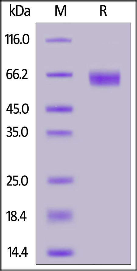 Human IL-4 R alpha, Fc Tag (Cat. No. ILR-H5253) SDS-PAGE gel