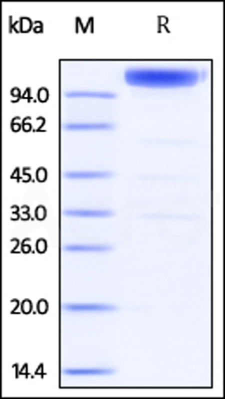 Mouse gp130, Fc Tag (Cat. No. ILT-M5252) SDS-PAGE gel