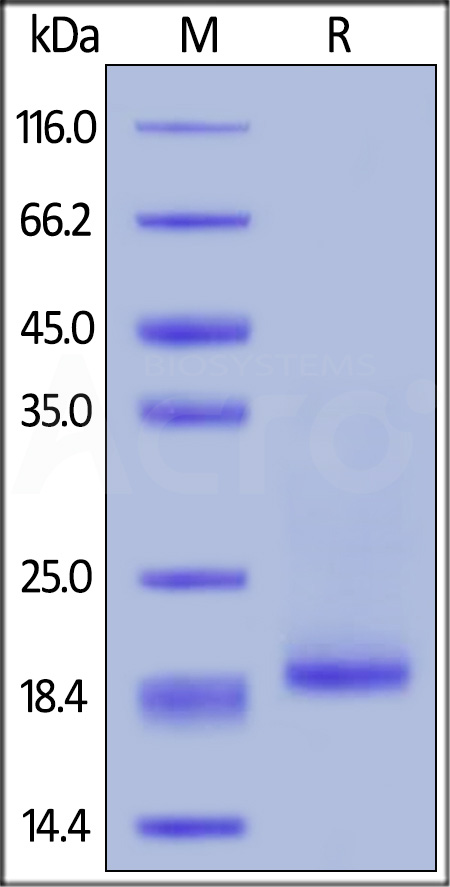 Human IL-10, His Tag (Cat. No. IL0-H4248) SDS-PAGE gel