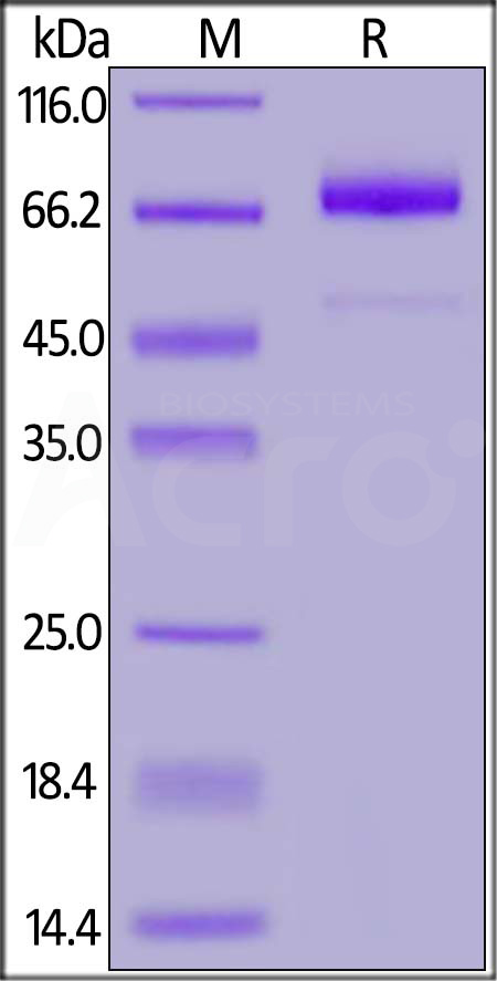 Human IL-13RA2, Fc Tag (MALS verified) (Cat. No. IL2-H5256) SDS-PAGE gel