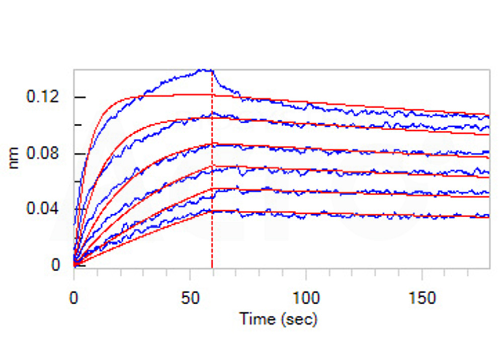 Biotinylated Human BLI