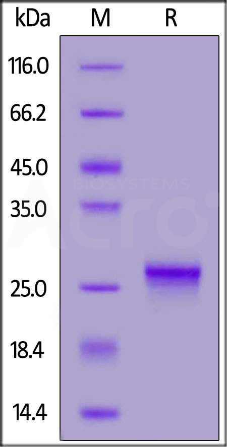 Biotinylated Human IL-17C, His,Avitag (Cat. No. ILC-H82E5) SDS-PAGE gel