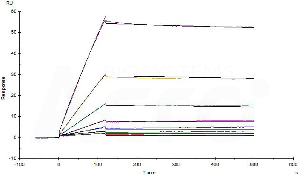 Biotinylated Human SPR