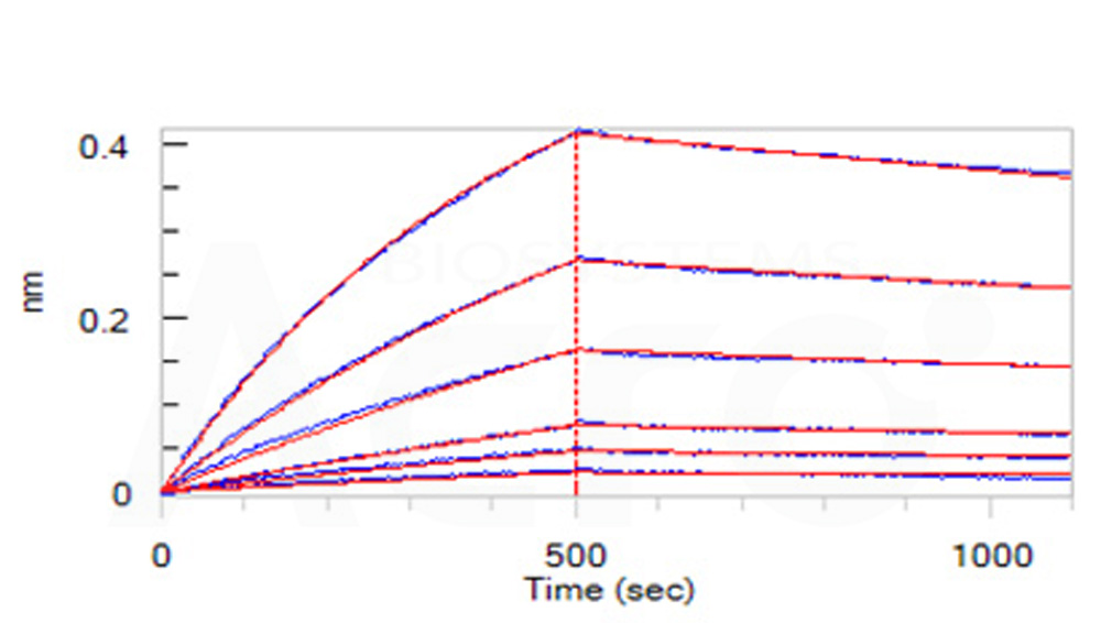 Biotinylated Human BLI