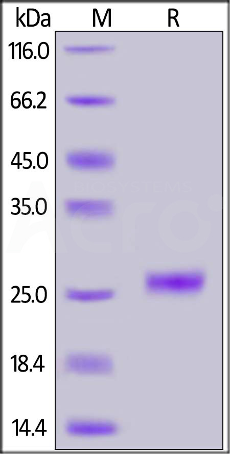 Cynomolgus IL-33, His Tag (Cat. No. IL3-C5245) SDS-PAGE gel