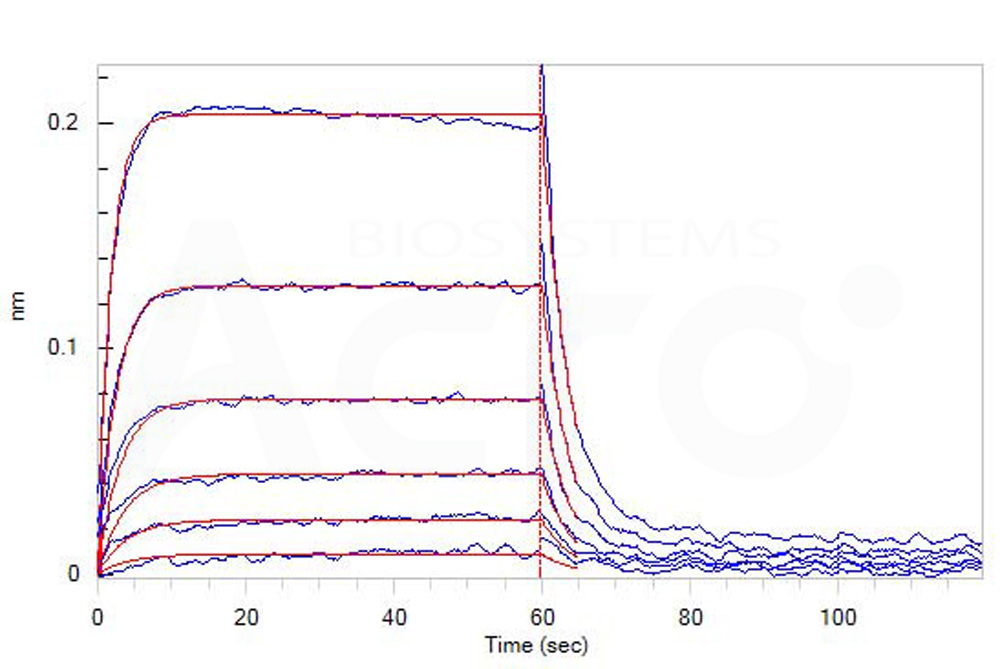 Biotinylated Human BLI