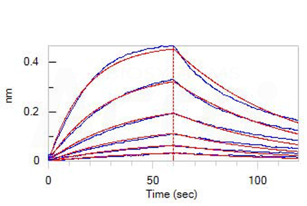 Biotinylated Human BLI