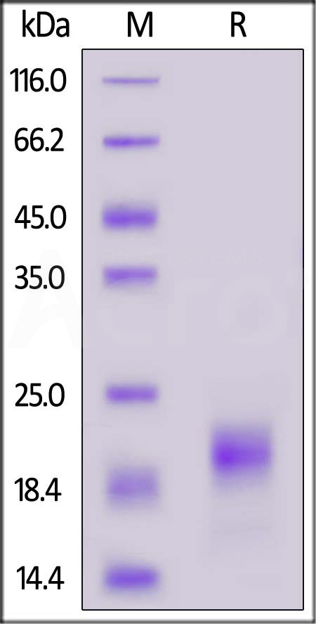 Cynomolgus IL-5, His Tag (Cat. No. IL5-C52H3) SDS-PAGE gel