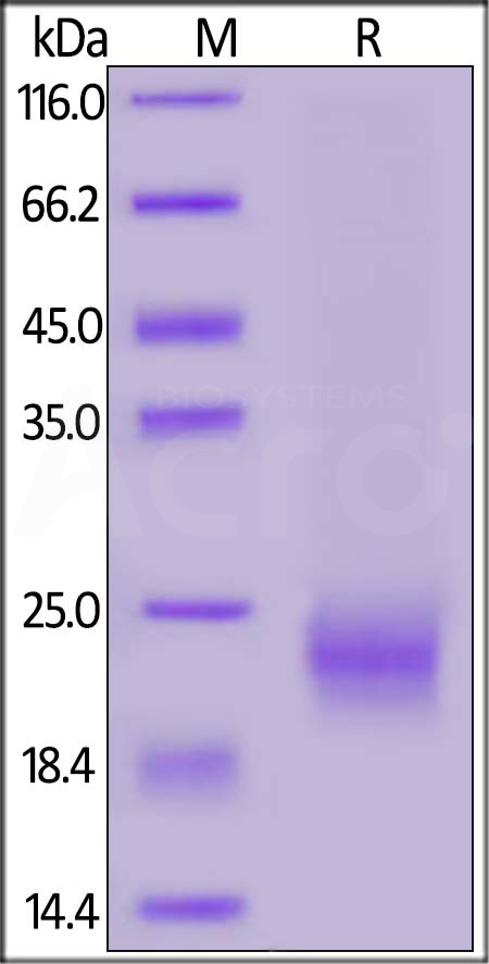 Biotinylated Human IL-5, His,Avitag (Cat. No. IL5-H82Q5) SDS-PAGE gel