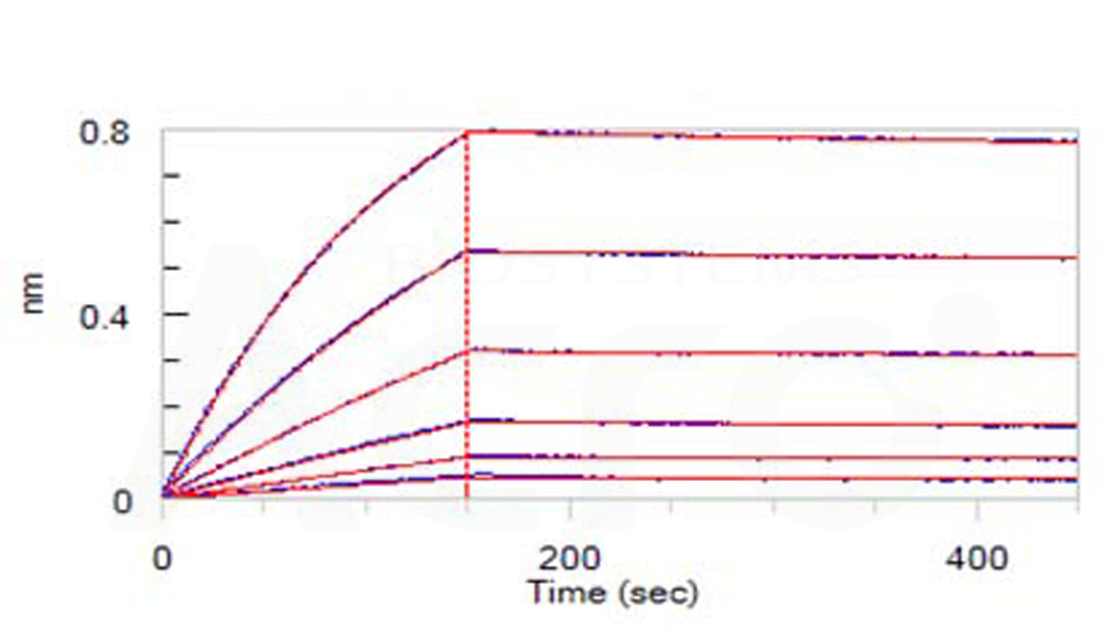 Biotinylated Human BLI