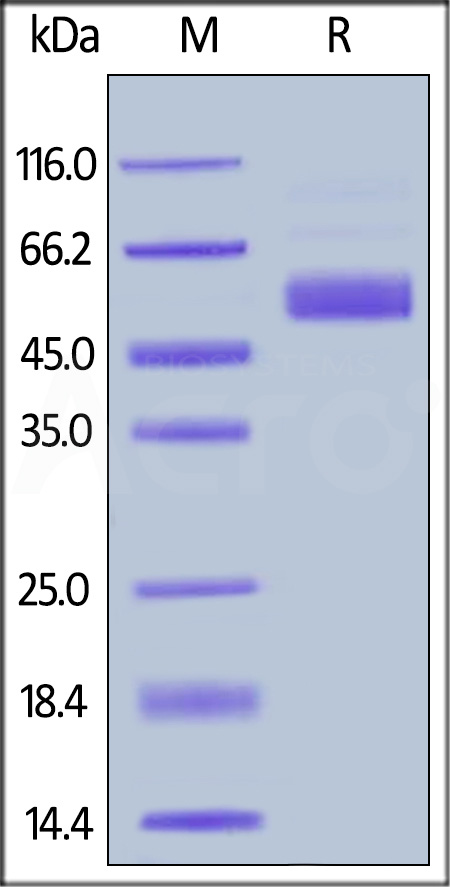 Biotinylated Mouse IL-15, Fc,Avitag (Cat. No. IL5-M82F3) SDS-PAGE gel
