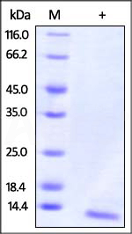 Human IL-15, Tag Free (Cat. No. IL5-H4117) SDS-PAGE gel