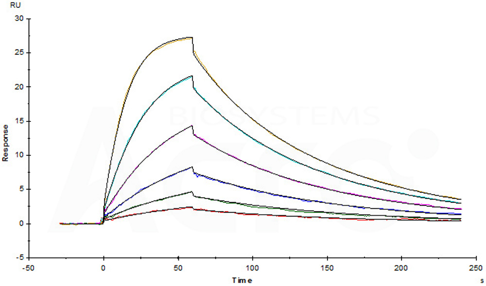 Biotinylated Human SPR