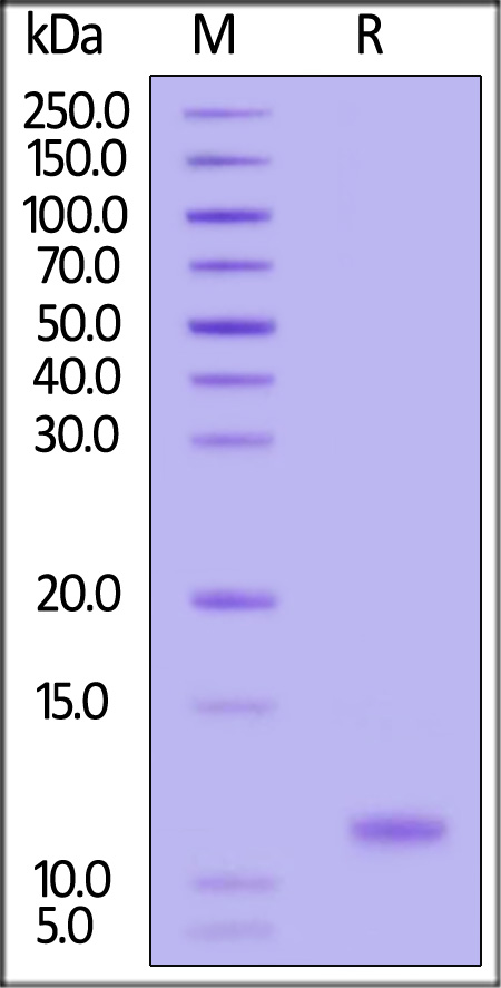GMP Human IL-15 (Cat. No. GMP-L15H13) SDS-PAGE gel