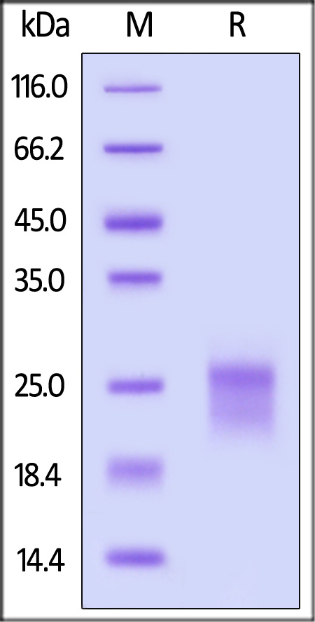 Biotinylated Human IL-15, His,Avitag (Cat. No. IL5-H82E3) SDS-PAGE gel