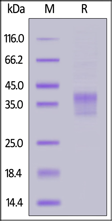 Biotinylated Human IL-34, His,Avitag (Cat. No. IL4-H82E5) SDS-PAGE gel