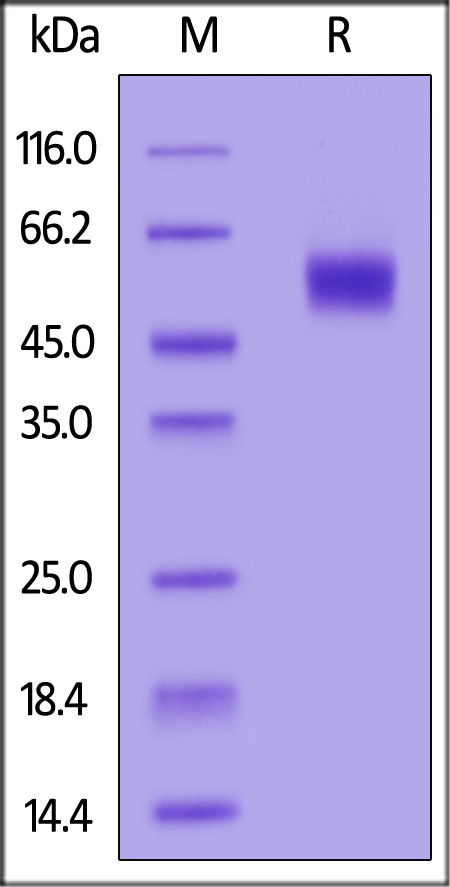 Cynomolgus IL-1 RAcP, His Tag (Cat. No. ILP-C52H5) SDS-PAGE gel