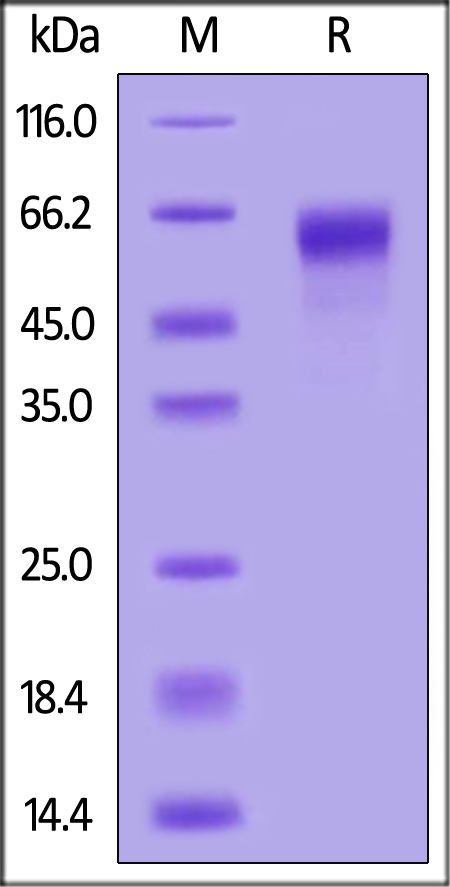 Biotinylated Human IL-1 RAcP, His,Avitag (Cat. No. ILP-H82E5) SDS-PAGE gel