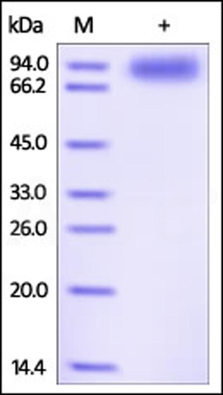 Human IL-1 RAcP, Fc Tag (Cat. No. ILP-H5256) SDS-PAGE gel