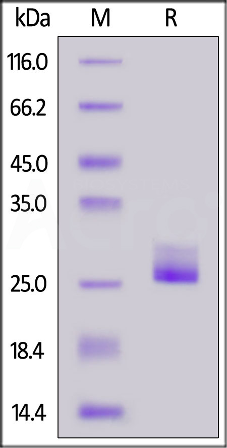 Biotinylated Human IL-11, His,Avitag (Cat. No. IL1-H82E3) SDS-PAGE gel