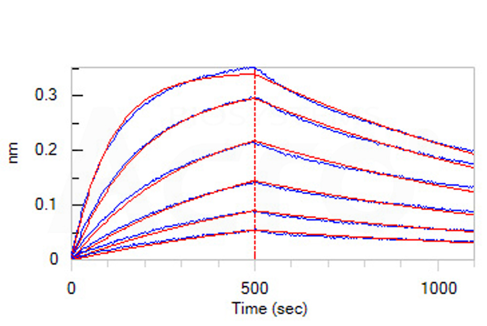 Biotinylated Human BLI