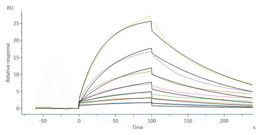Biotinylated Human SPR