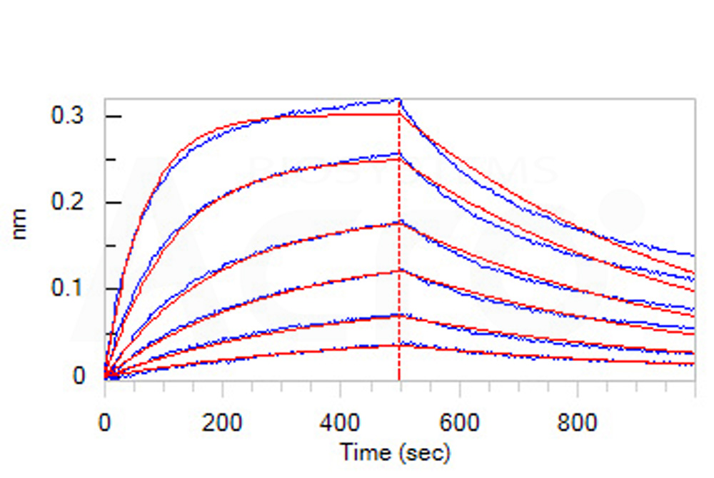 Biotinylated Human BLI