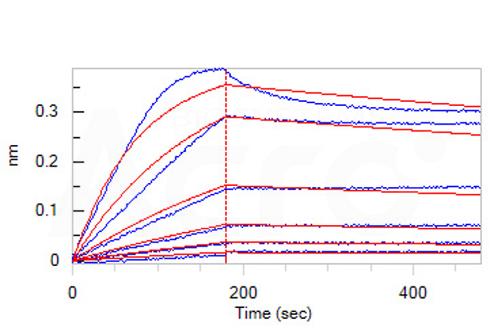 Biotinylated Human BLI