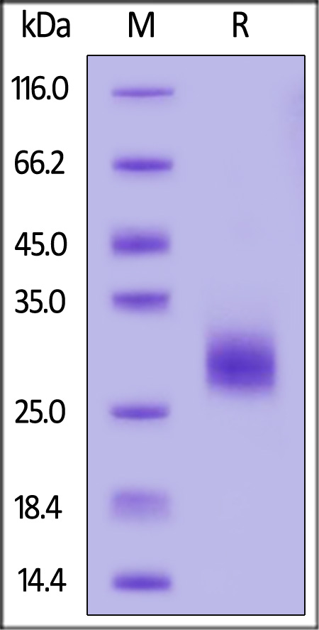 Cynomolgus IL-6, His Tag (Cat. No. IL6-C5249) SDS-PAGE gel