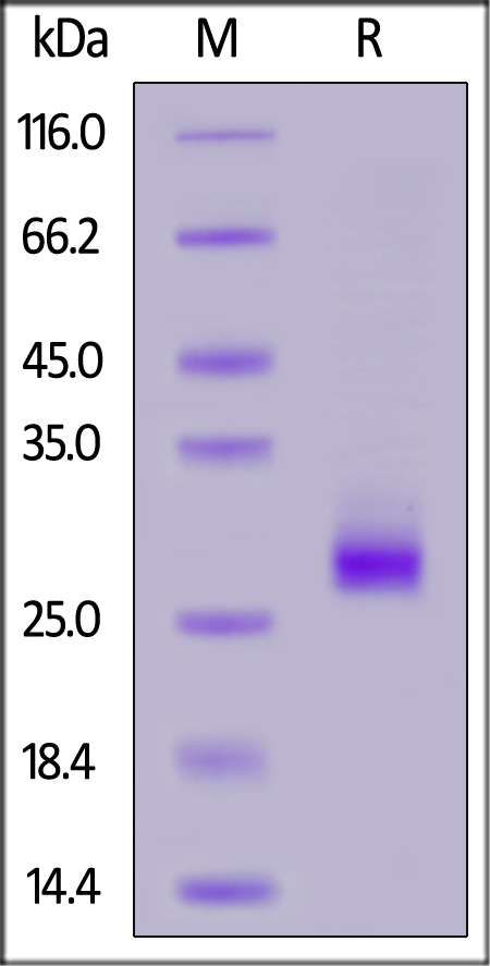 Biotinylated Human IL-6, Avitag,His Tag (Cat. No. IL6-H82Q9) SDS-PAGE gel