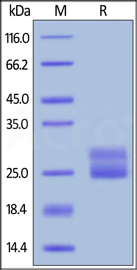 Biotinylated Human IL-6, epitope tag free, primary amine labeling (Cat. No. IL6-H8218) SDS-PAGE gel