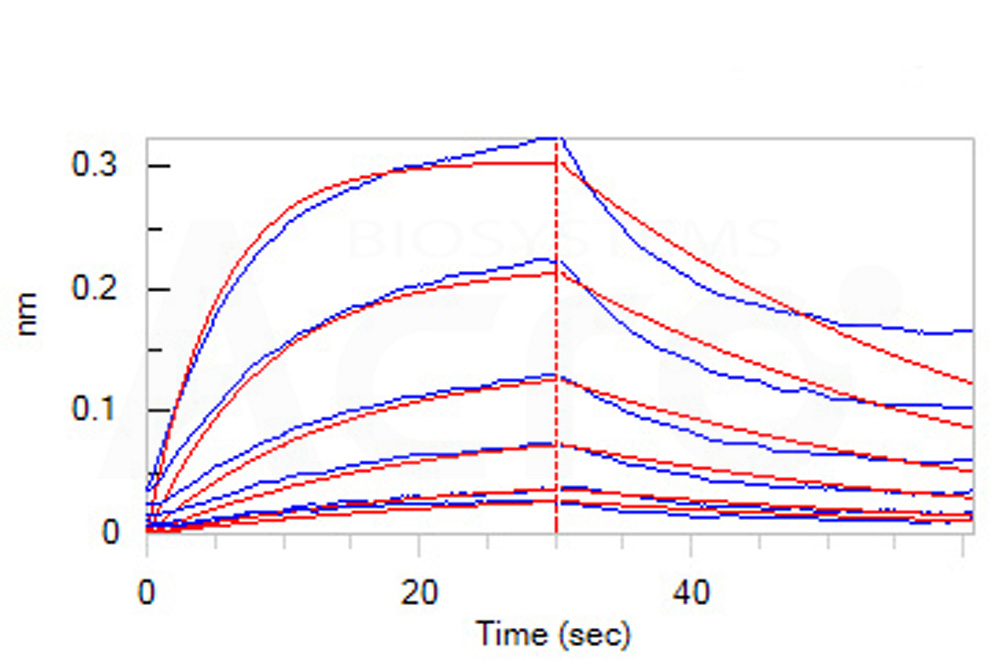 Biotinylated Human BLI