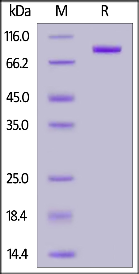 Biotinylated Human IL-11 R alpha, Fc,Avitag (Cat. No. ILR-H82F5) SDS-PAGE gel