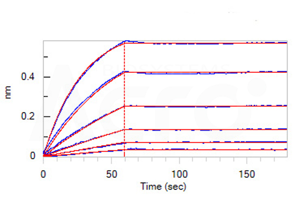 Biotinylated Human BLI
