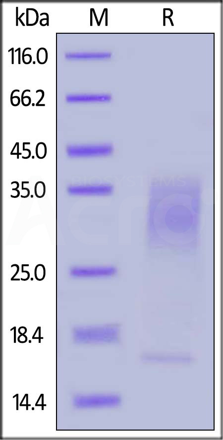Biotinylated Human IL-13, His,Avitag (Cat. No. IL3-H82E5) SDS-PAGE gel