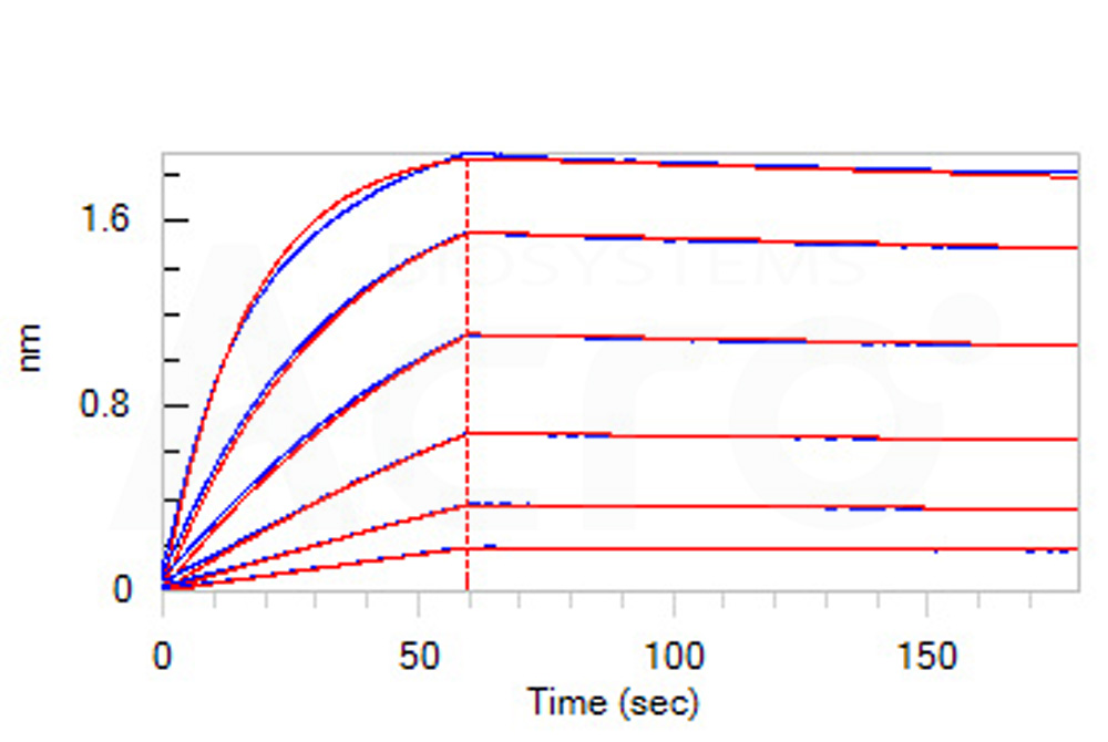 Biotinylated Human BLI