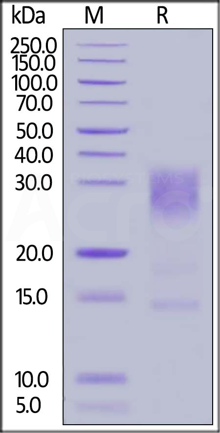 Human IL-13, His Tag (Cat. No. IL3-H52H4) SDS-PAGE gel