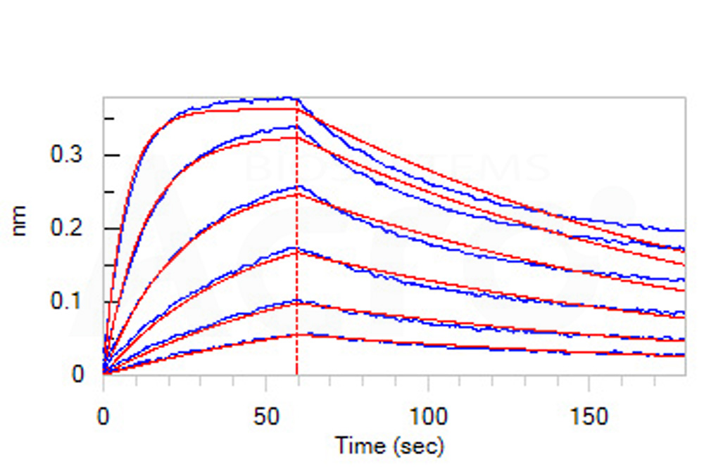 Biotinylated Human BLI
