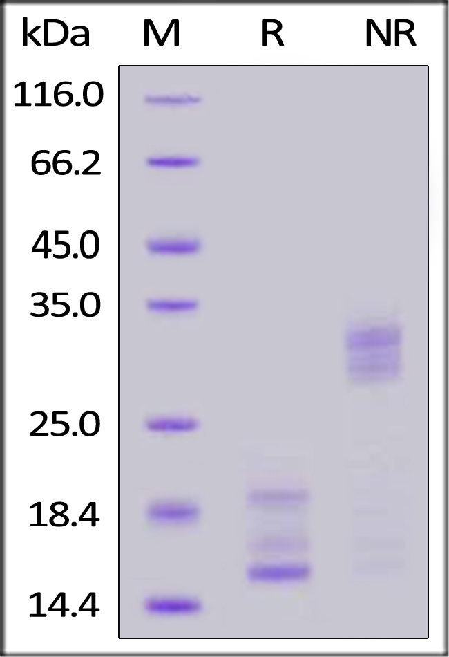 Human IL17A, Tag Free (Cat. No. ILA-H5219) SDS-PAGE gel