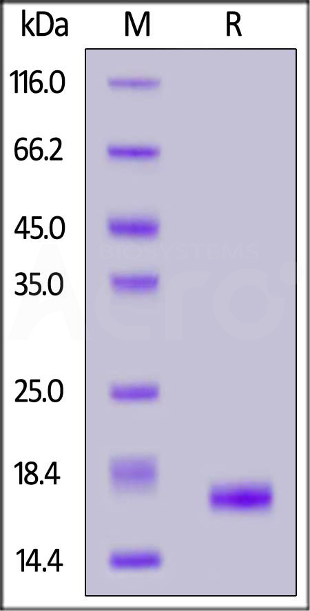 Human IL-18, Tag Free (Cat. No. IL8-H5113) SDS-PAGE gel