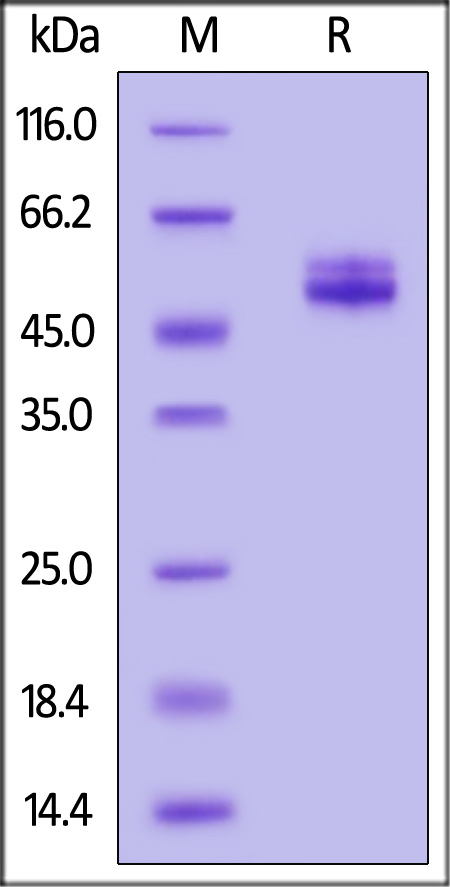 Cynomolgus IL-4, Fc Tag (Cat. No. IL4-C5259) SDS-PAGE gel