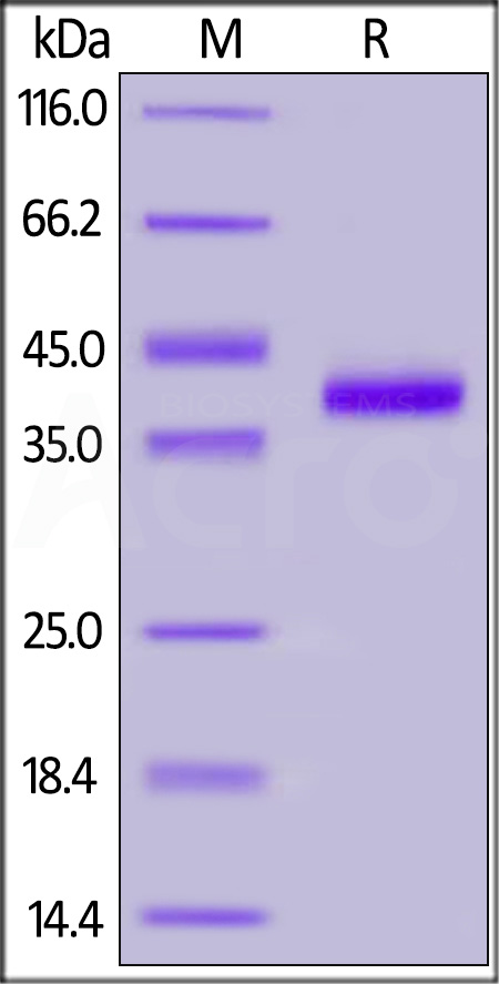 Human IL-8, Fc Tag (Cat. No. IL8-H5258) SDS-PAGE gel