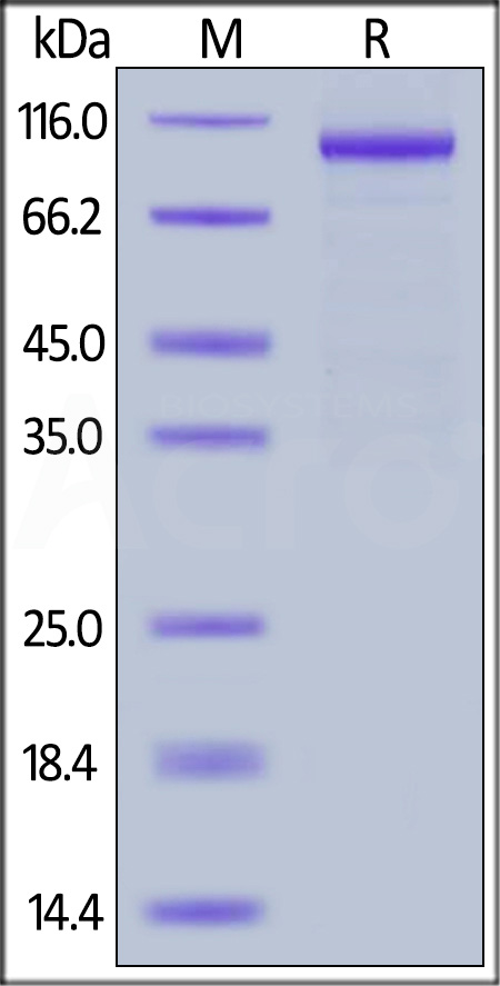 Human IL-12 R beta 1, Fc Tag (Cat. No. ILB-H5255) SDS-PAGE gel