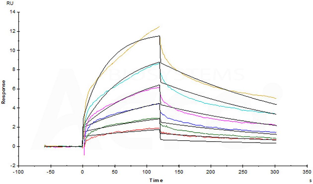 Biotinylated Human SPR