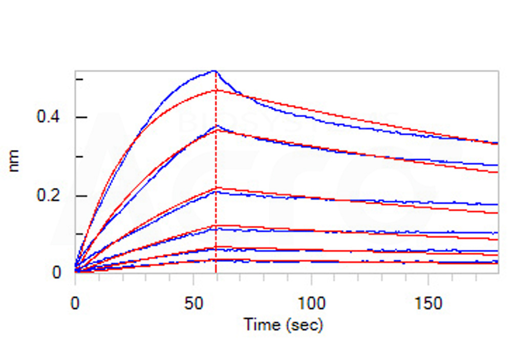 Biotinylated Human BLI