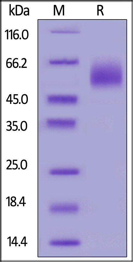 Biotinylated Human IL-13 R alpha 1 Protein, His,Avitag (Cat. No. IL1-H82E8) SDS-PAGE gel