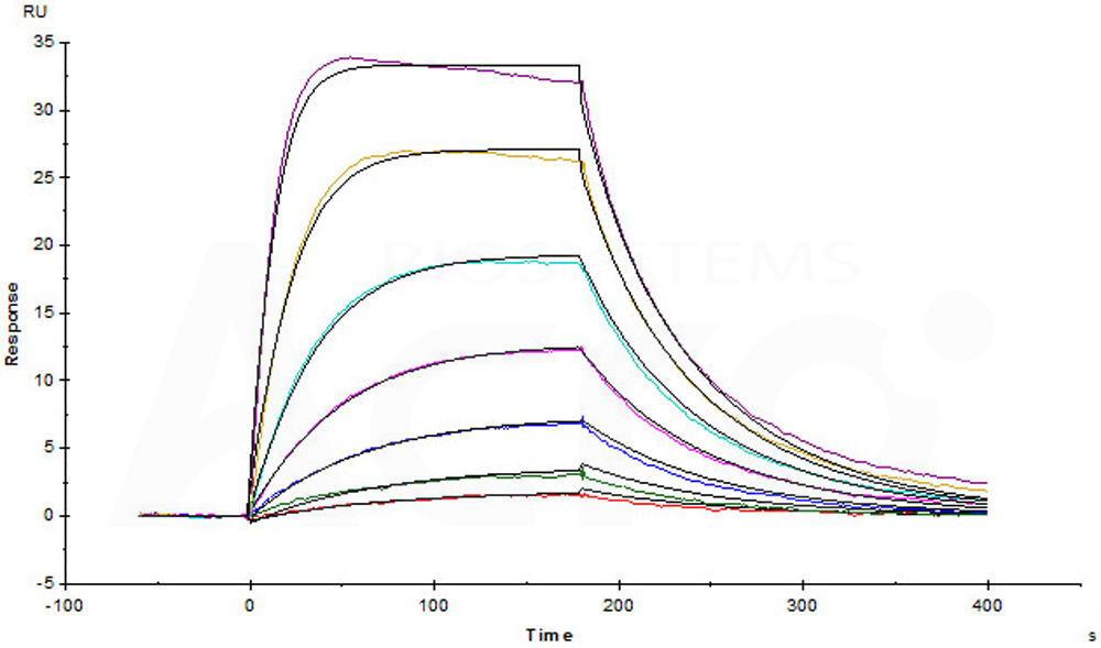 Biotinylated Human SPR